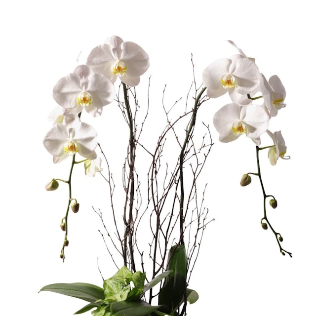Orchid Dish Garden