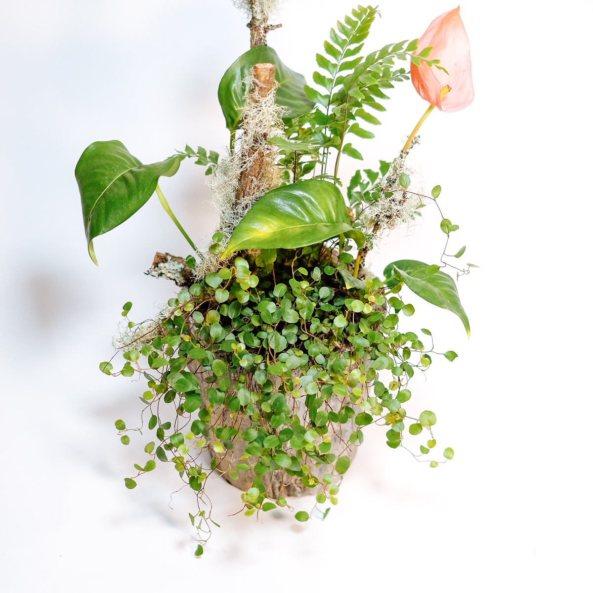 Bellamy by Orchidya — flowers available for delivery from Floom
