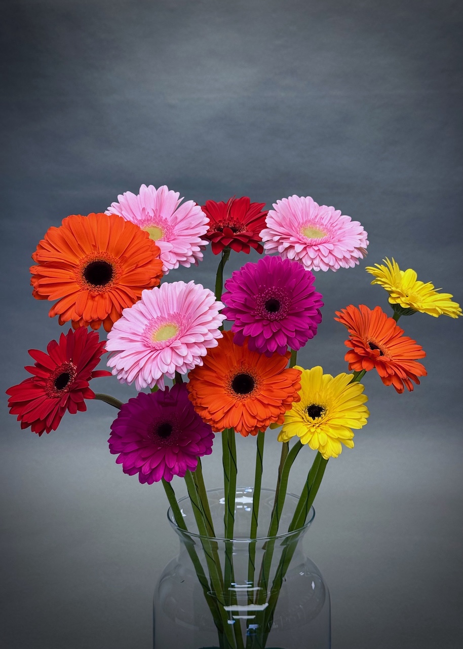 Simply Gerbera