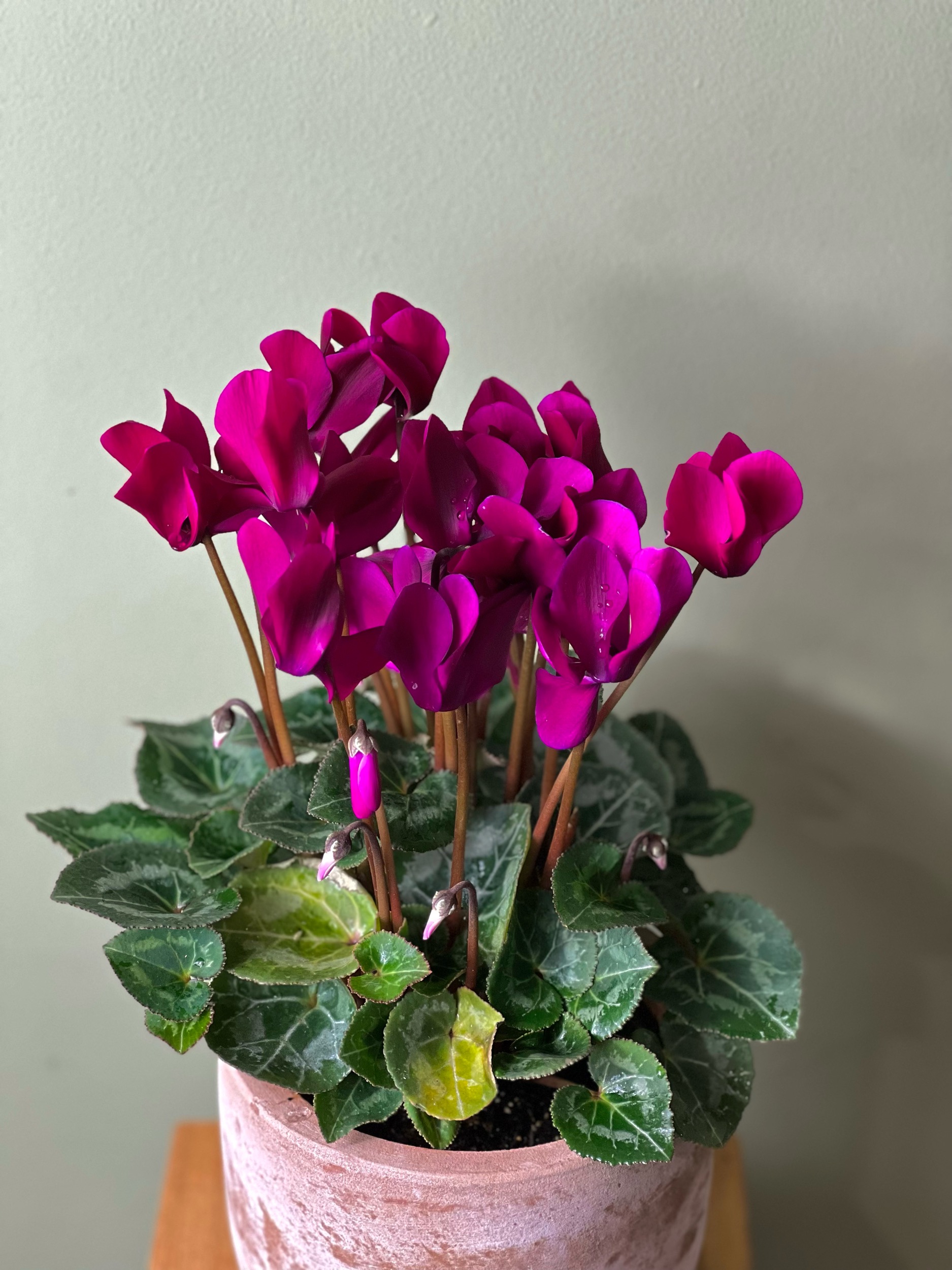 Purple Cyclamen