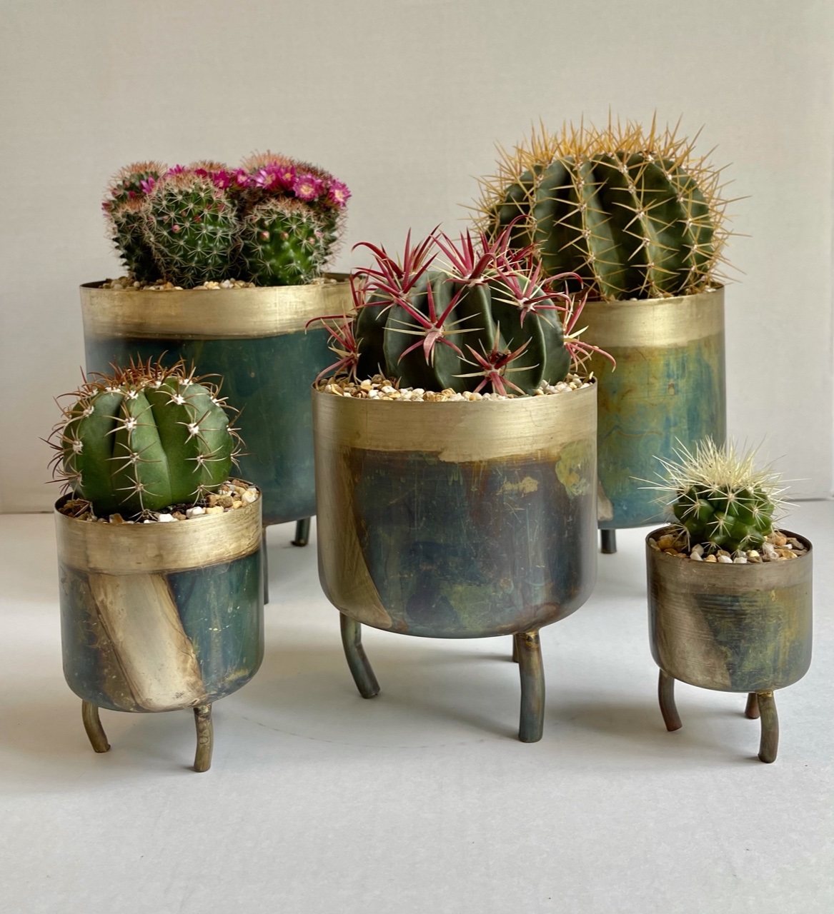 Cacti in metal pots