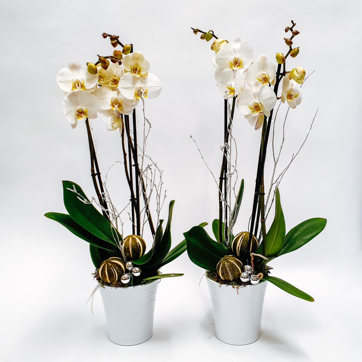 Majestic White Orchid