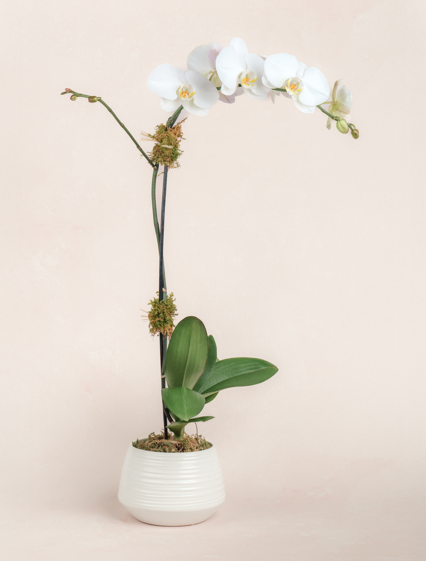 White Orchid by Ode a La ROSE- Chicago  — flowers available for delivery from Floom