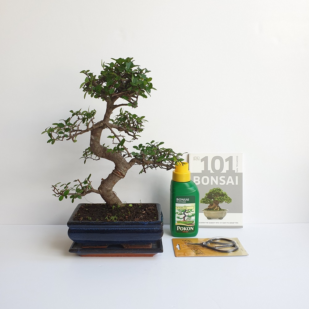 Bonsai Starter Kit