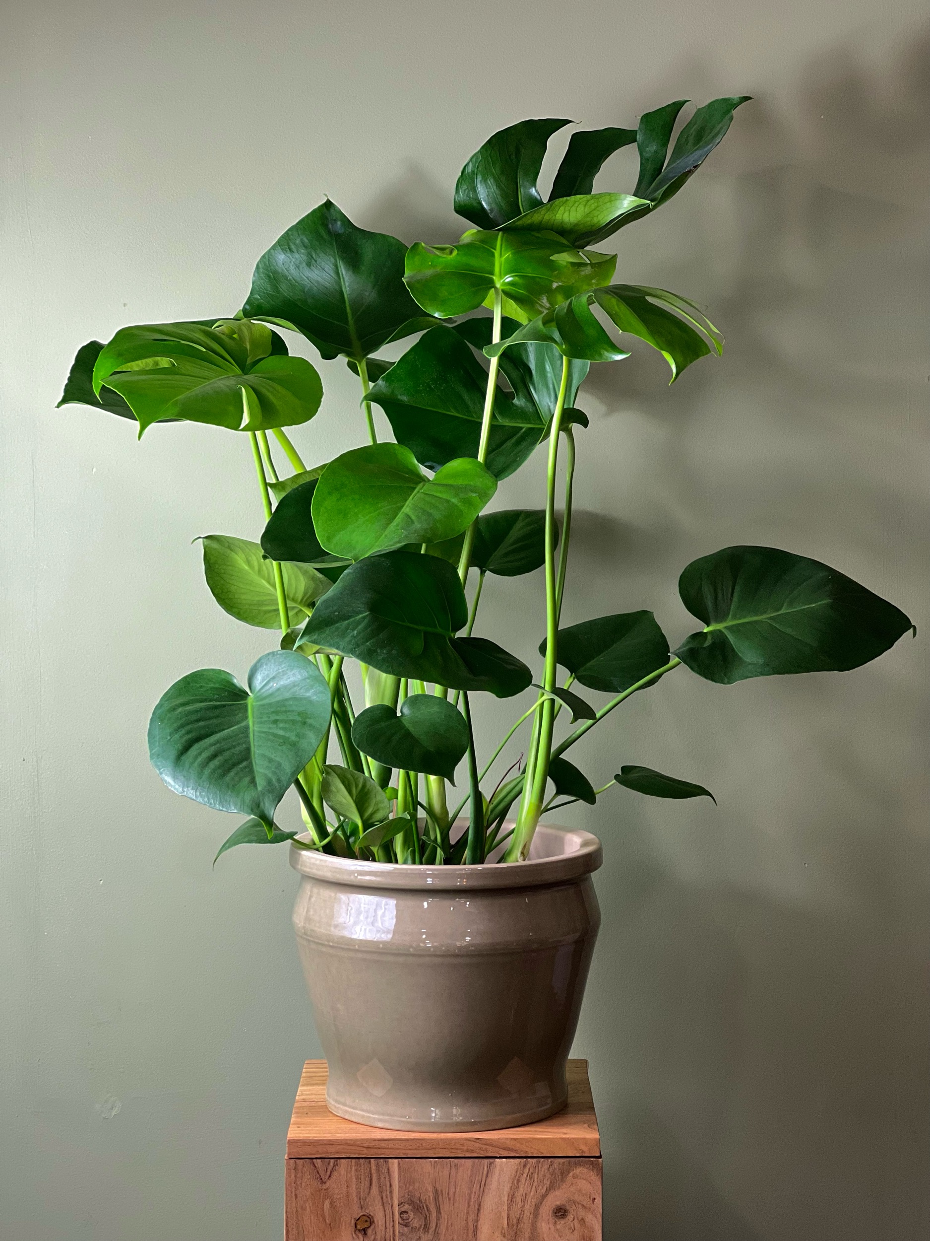 Monstera