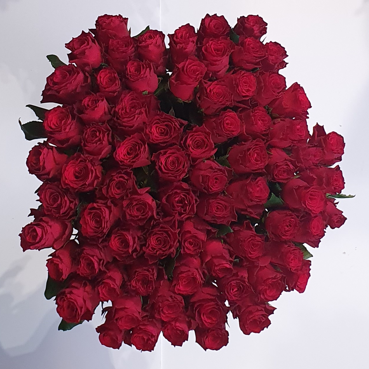 72 Red Roses