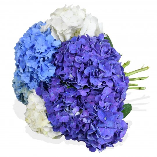 Original by Flowers & Plants Co — flowers available for delivery from Floom