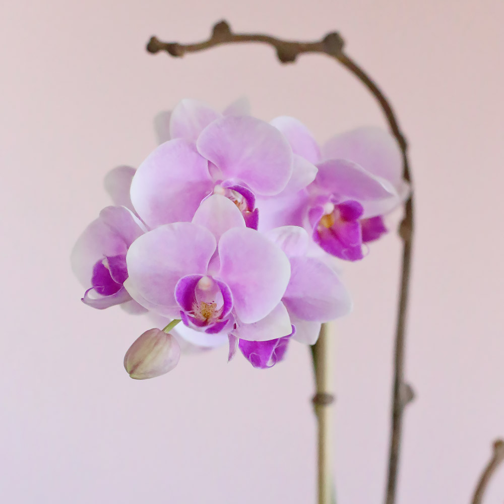 Pink Orchid Duo