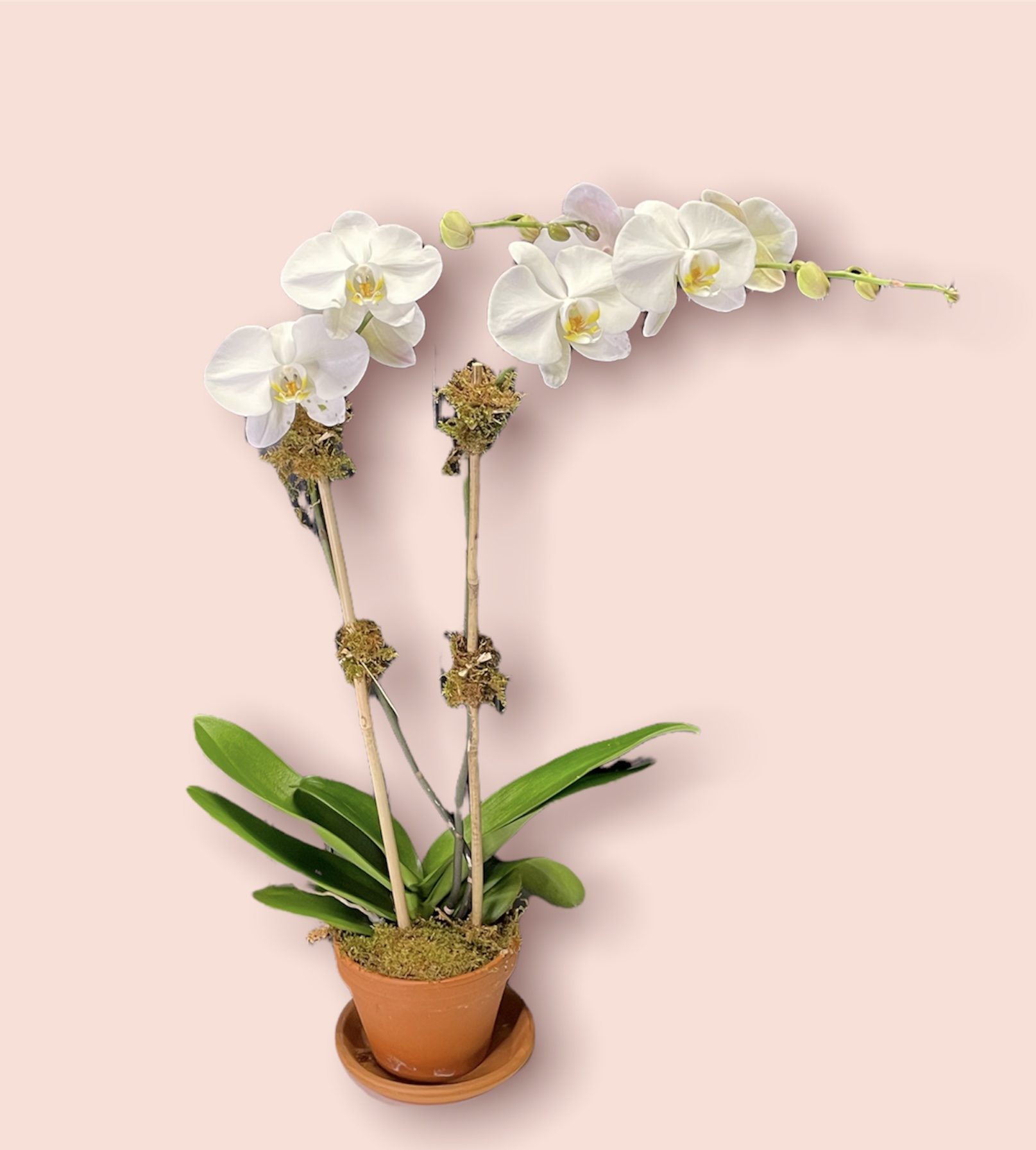 Sweet orchid 