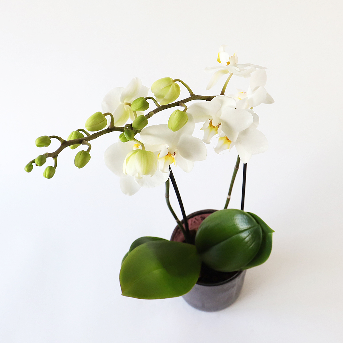 Medium White Orchid