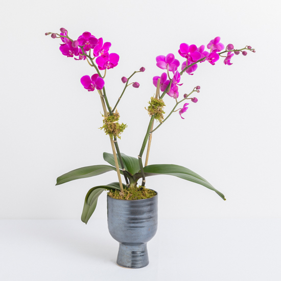 Magenta Orchid