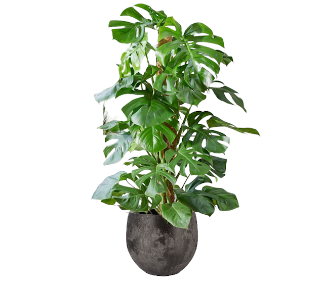 Monstera