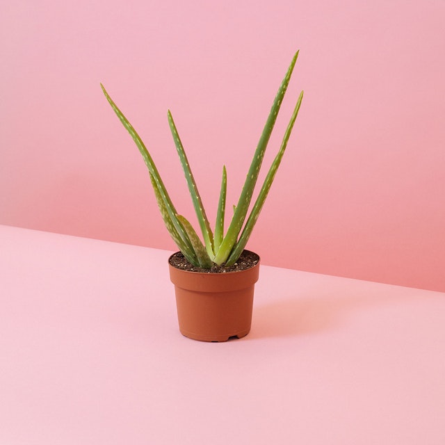 Aloe vera plant