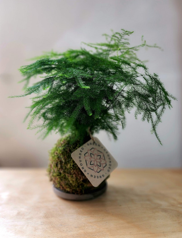 Fern Kokedama