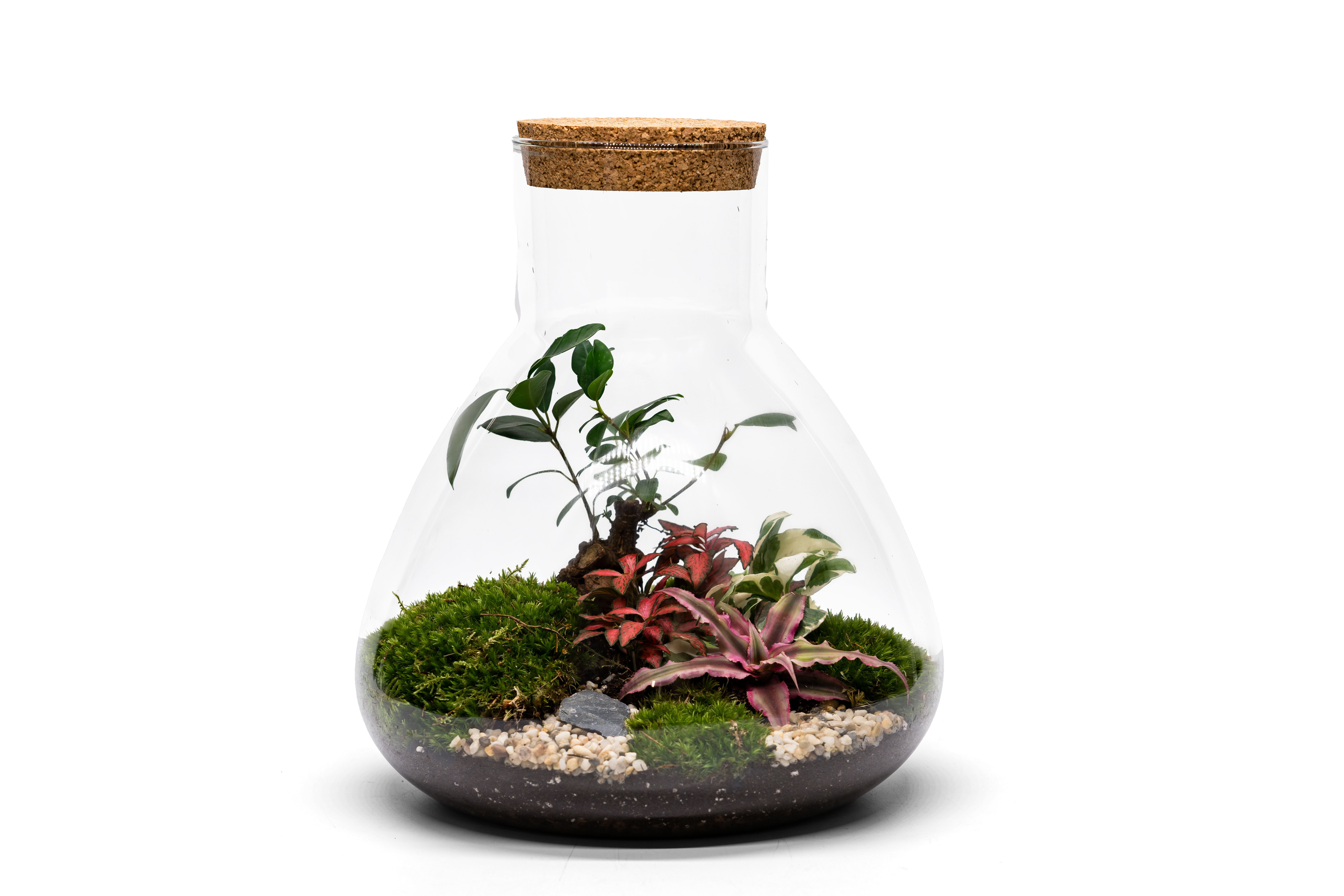 Terrarium Greenwich