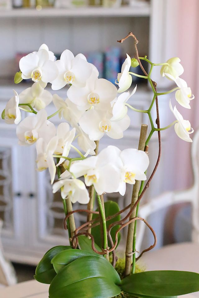 Hillsborough Orchids