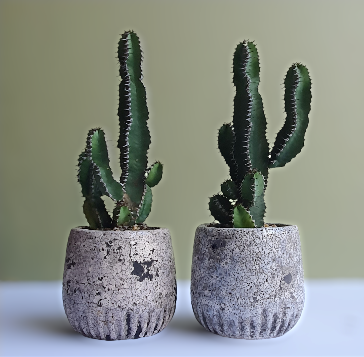 Euphorbia Polyacantha