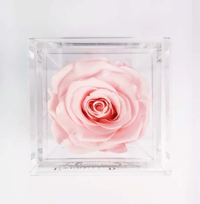 Eternal Rose Pink