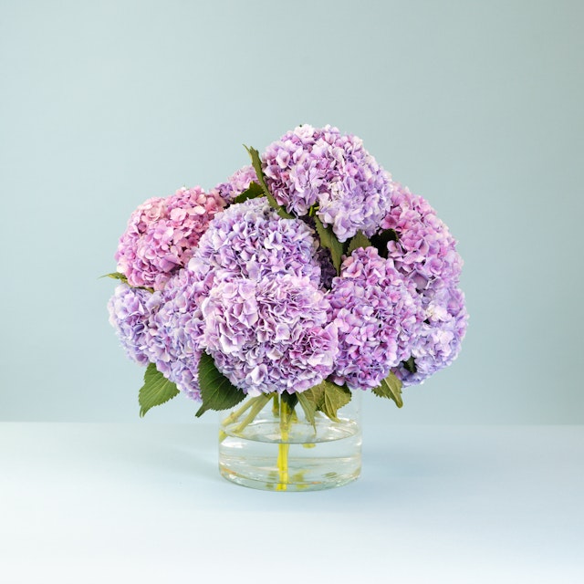 Vendetta Hydrangeas
