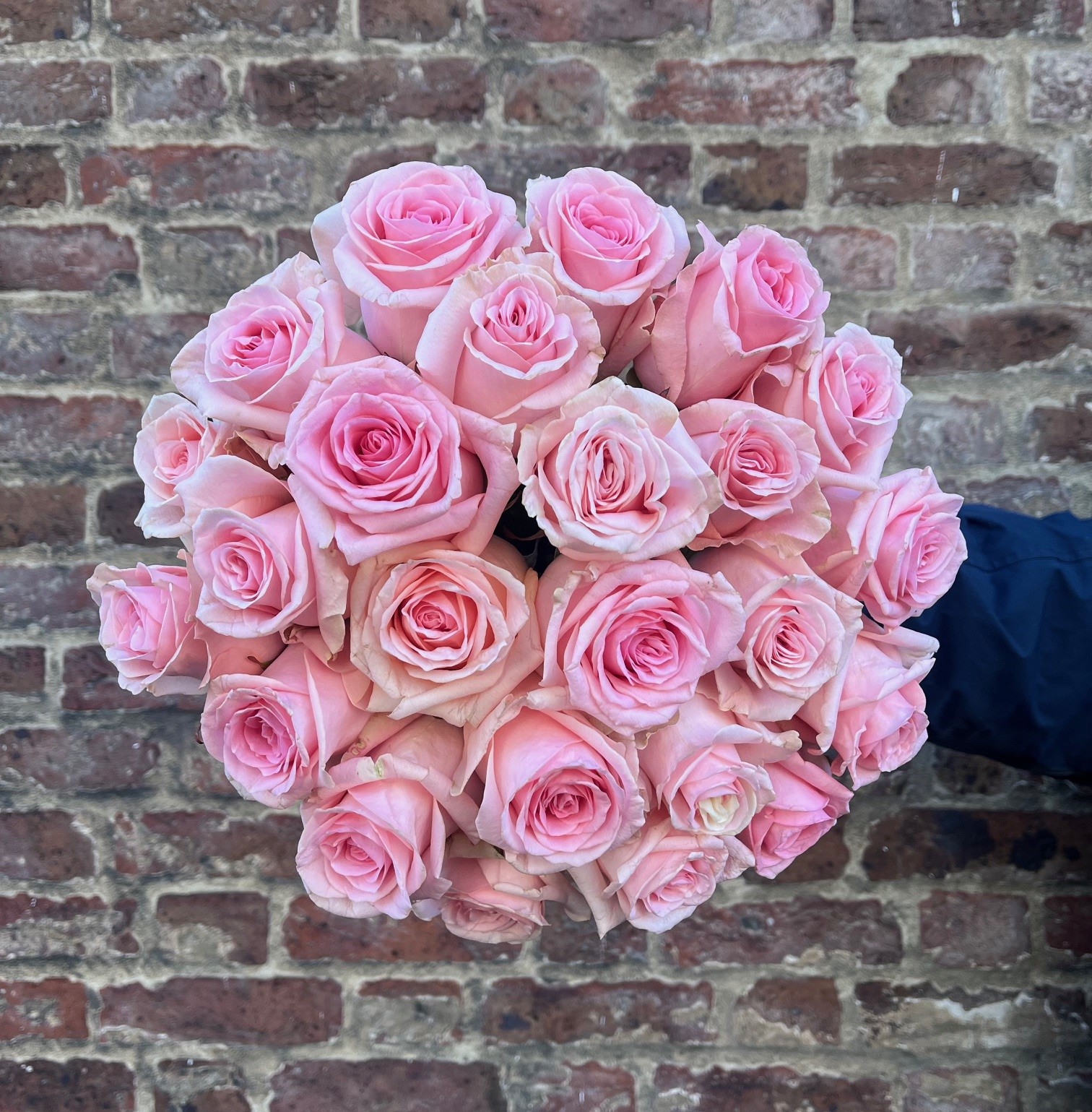 Pink Rose - Two Dozen