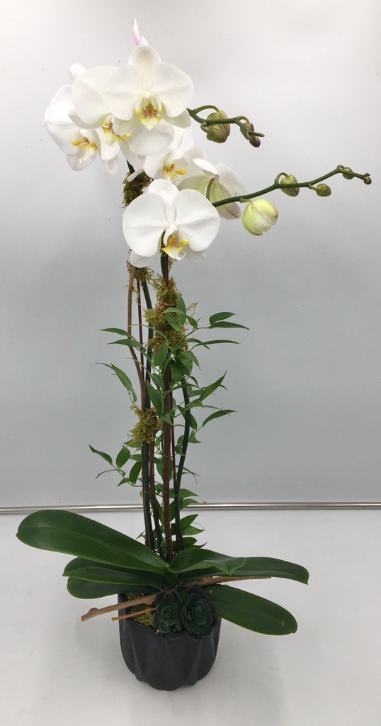 Elegant Orchid Plant