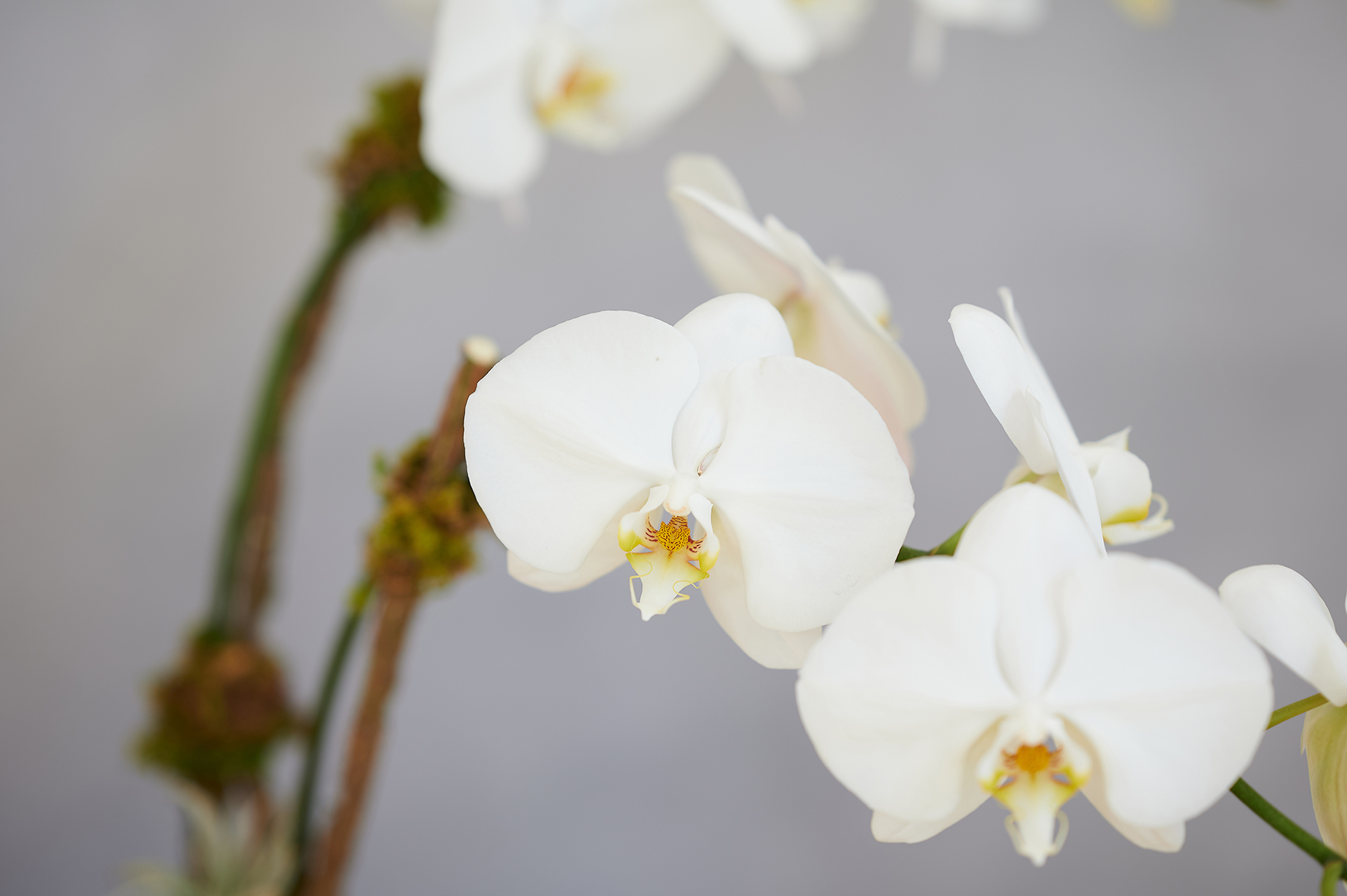 Phalaenopsis Orchids