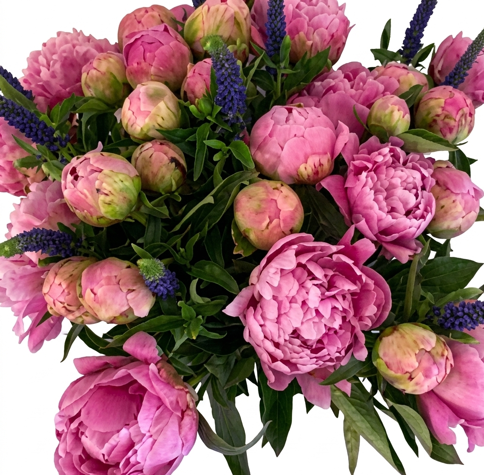 Peonies and Veronica