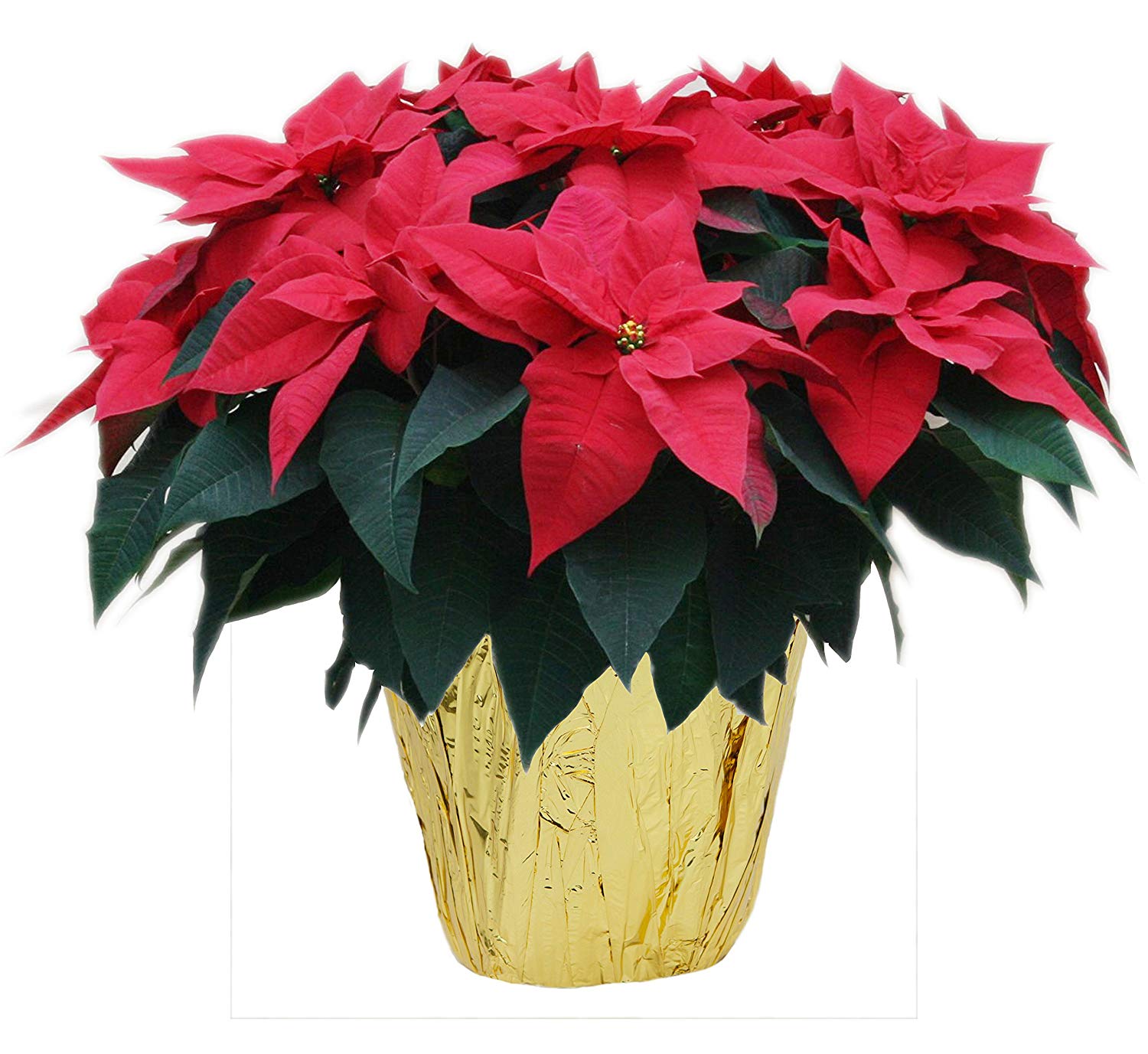 Holiday Poinsettia