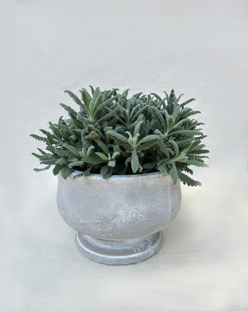 French Lavender Plant