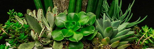 Succulent Garden