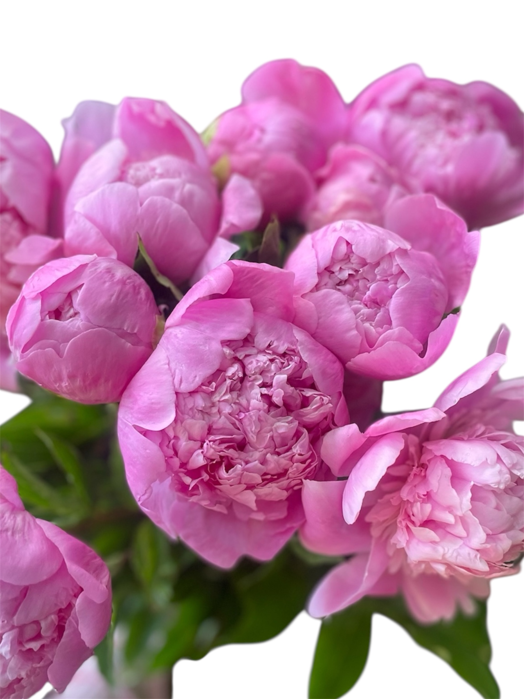 Pure Peony Elegance