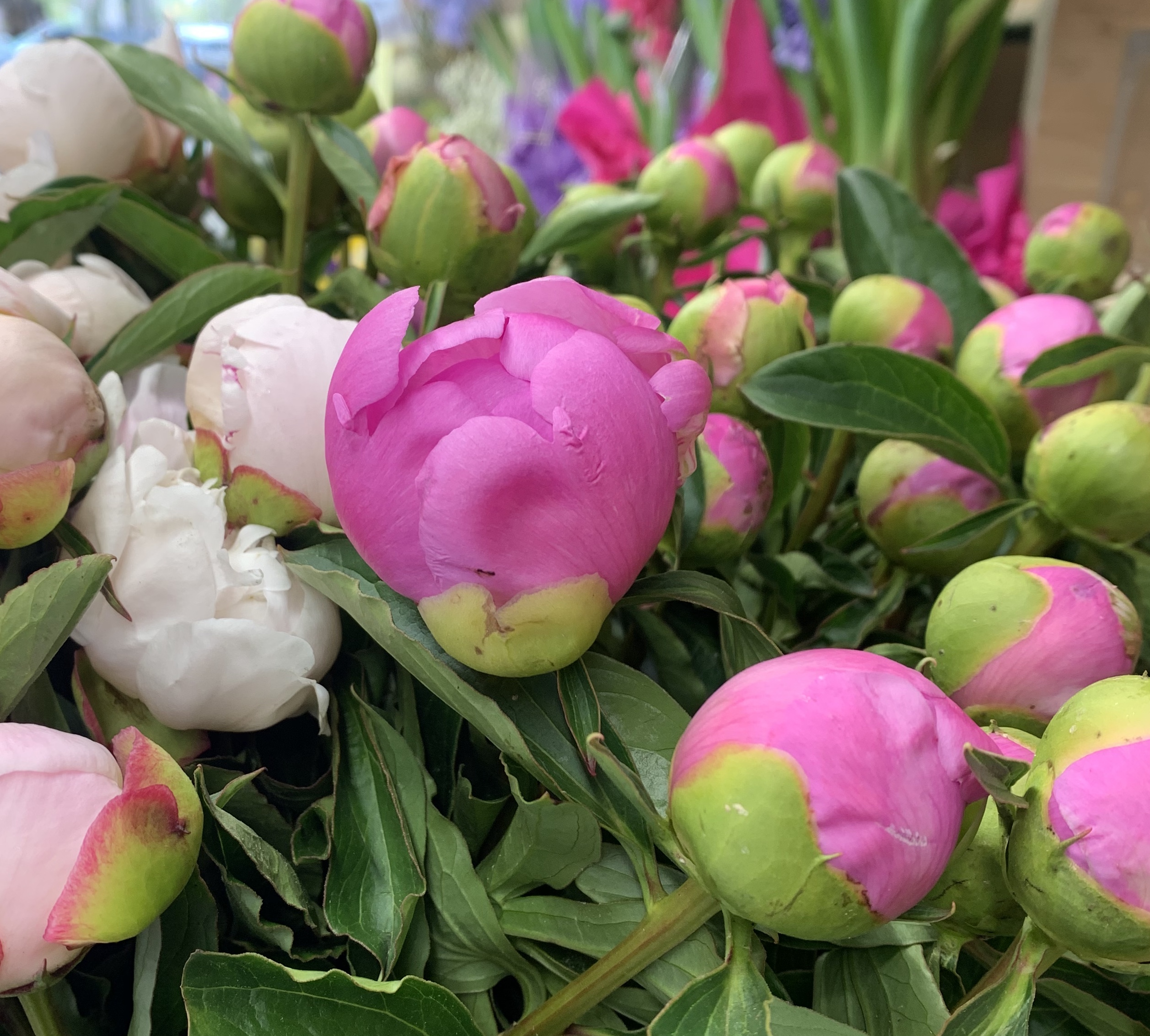 Peonies