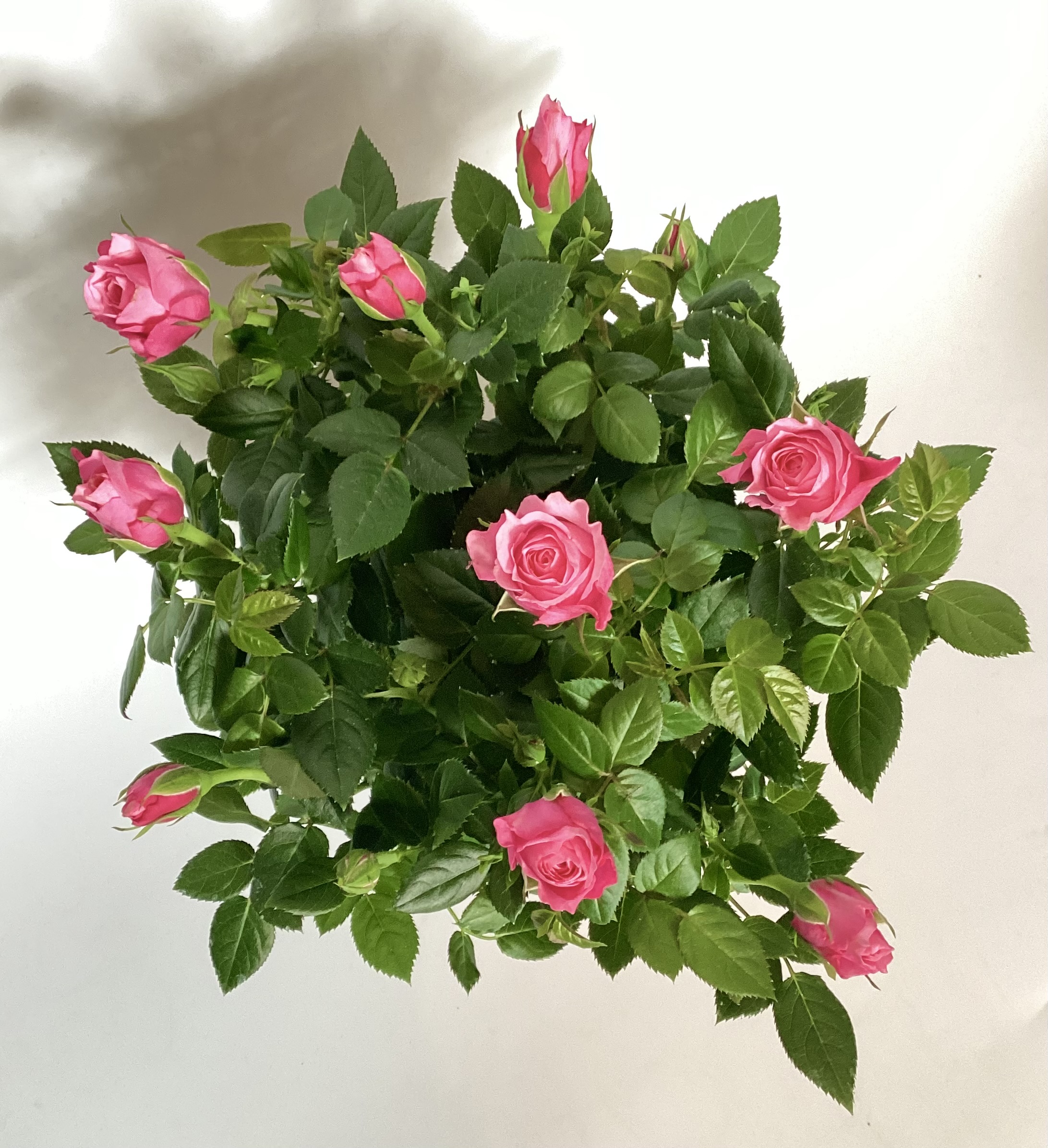 Original by Essence — flowers available for delivery from Floom