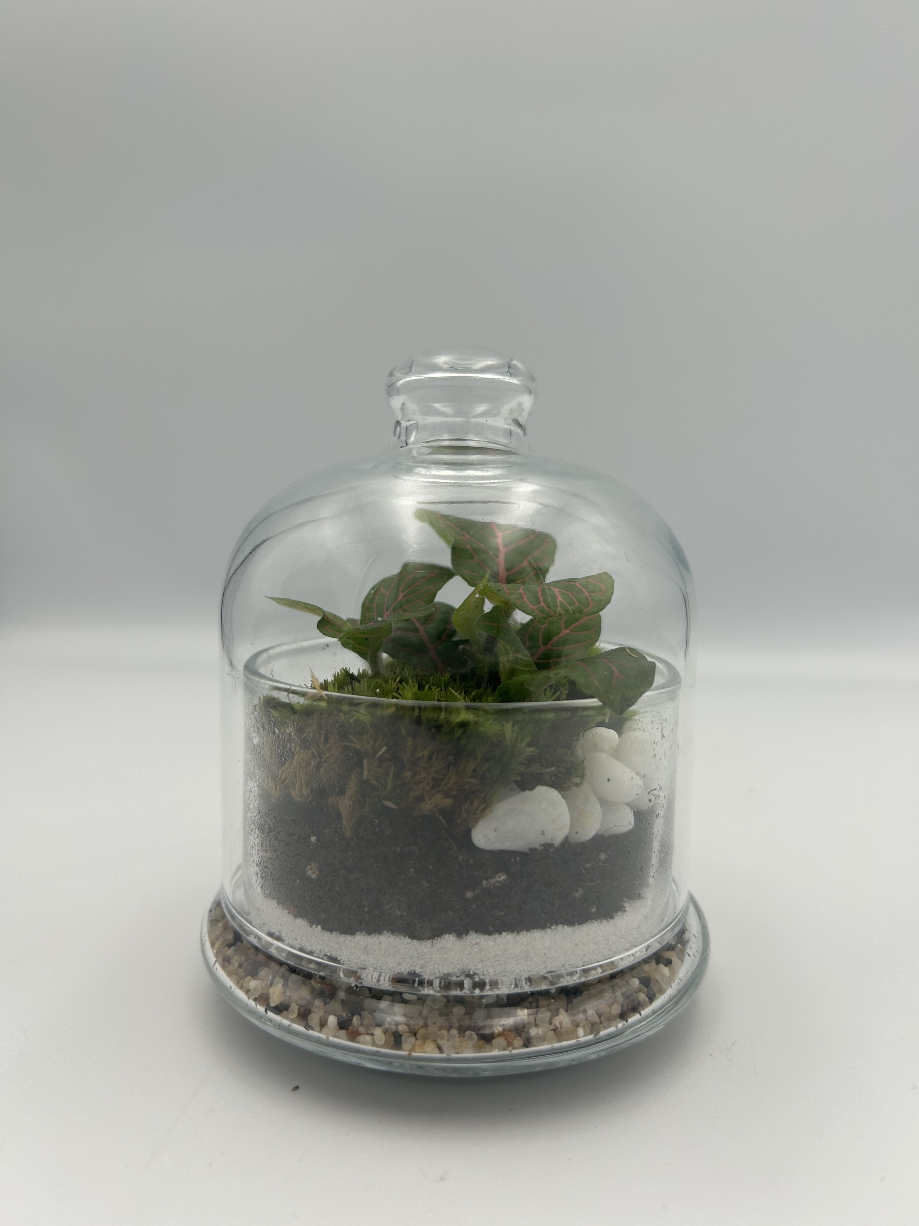 Mini Mosaic Terrarium