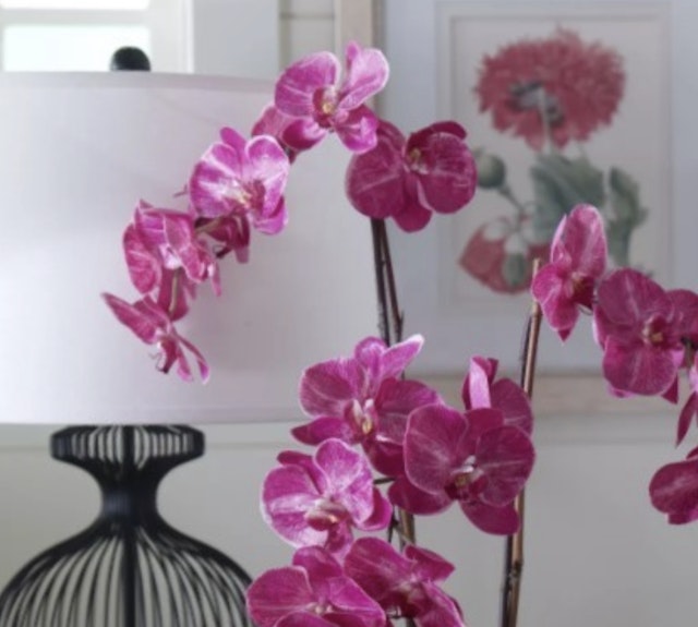 Raspberry Orchids
