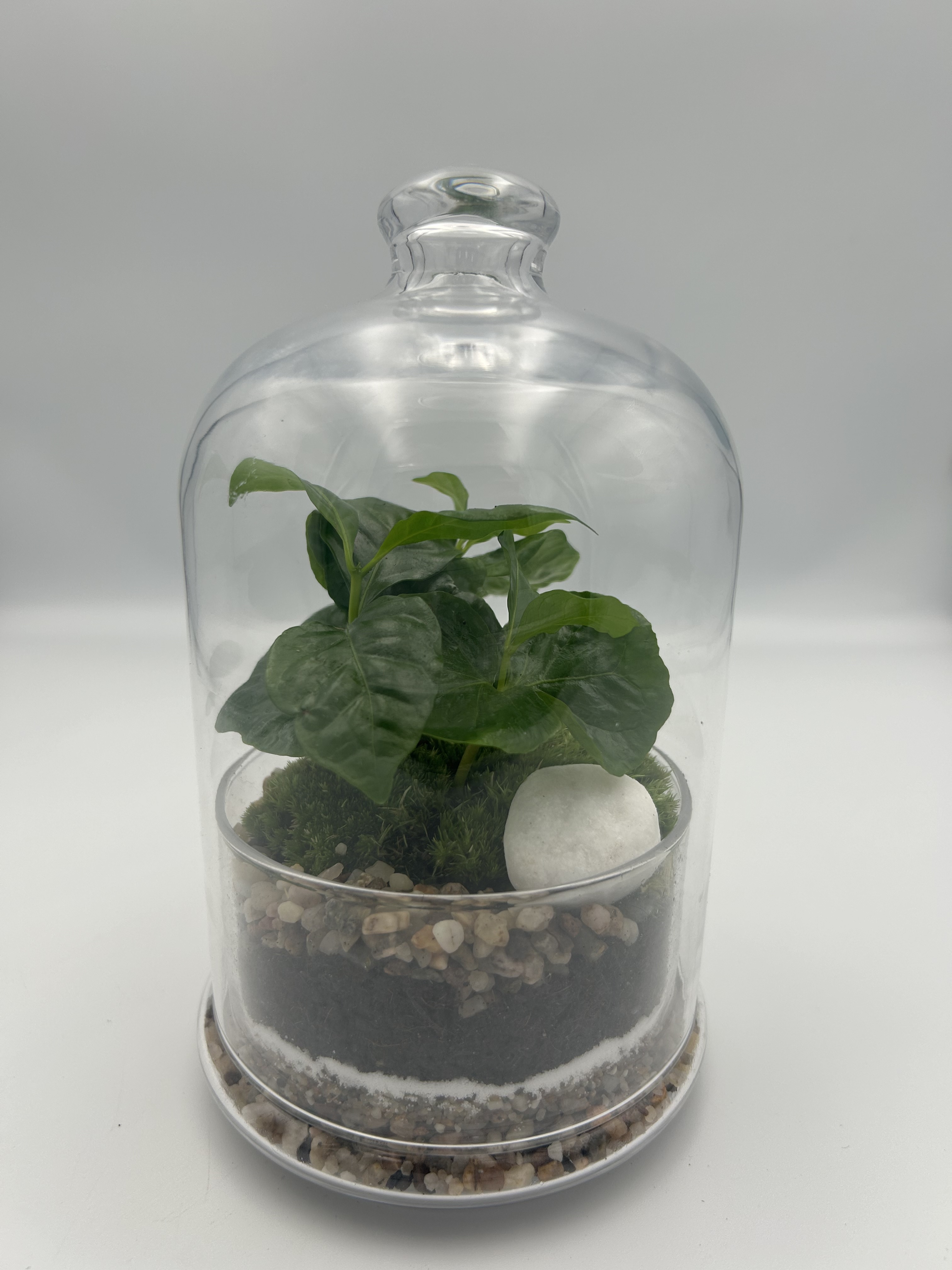 Coffee Dome Terrarium