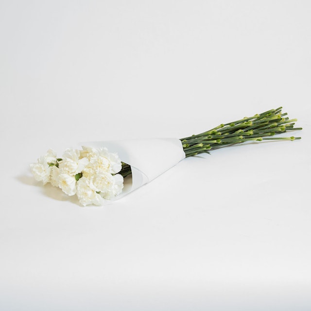 Snowy Carnations