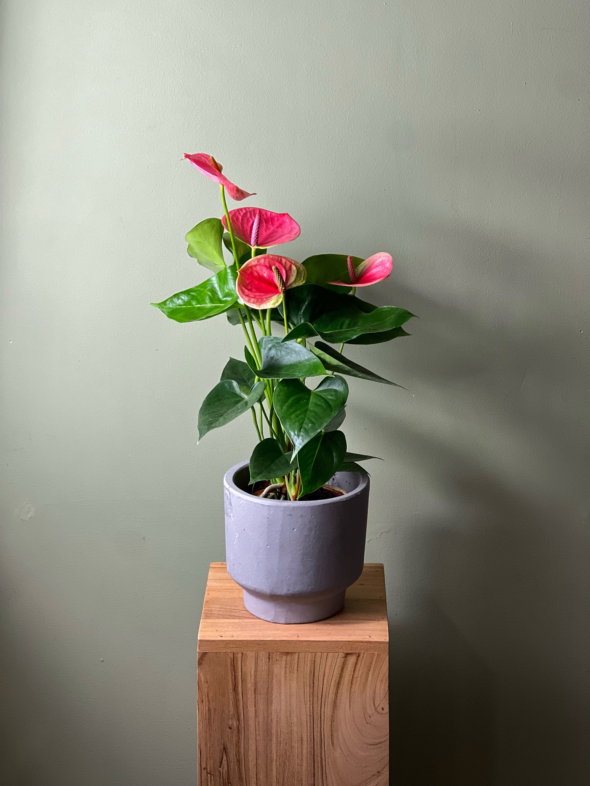 Pink Anthurium