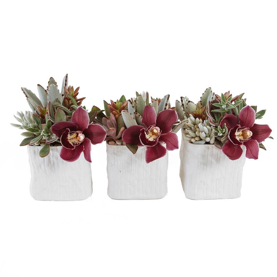 Succulents & Orchid