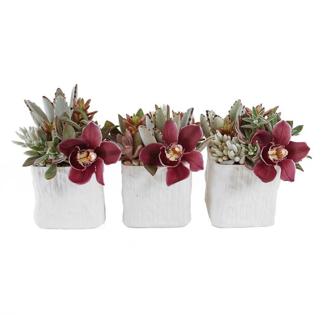 Succulents & Orchid