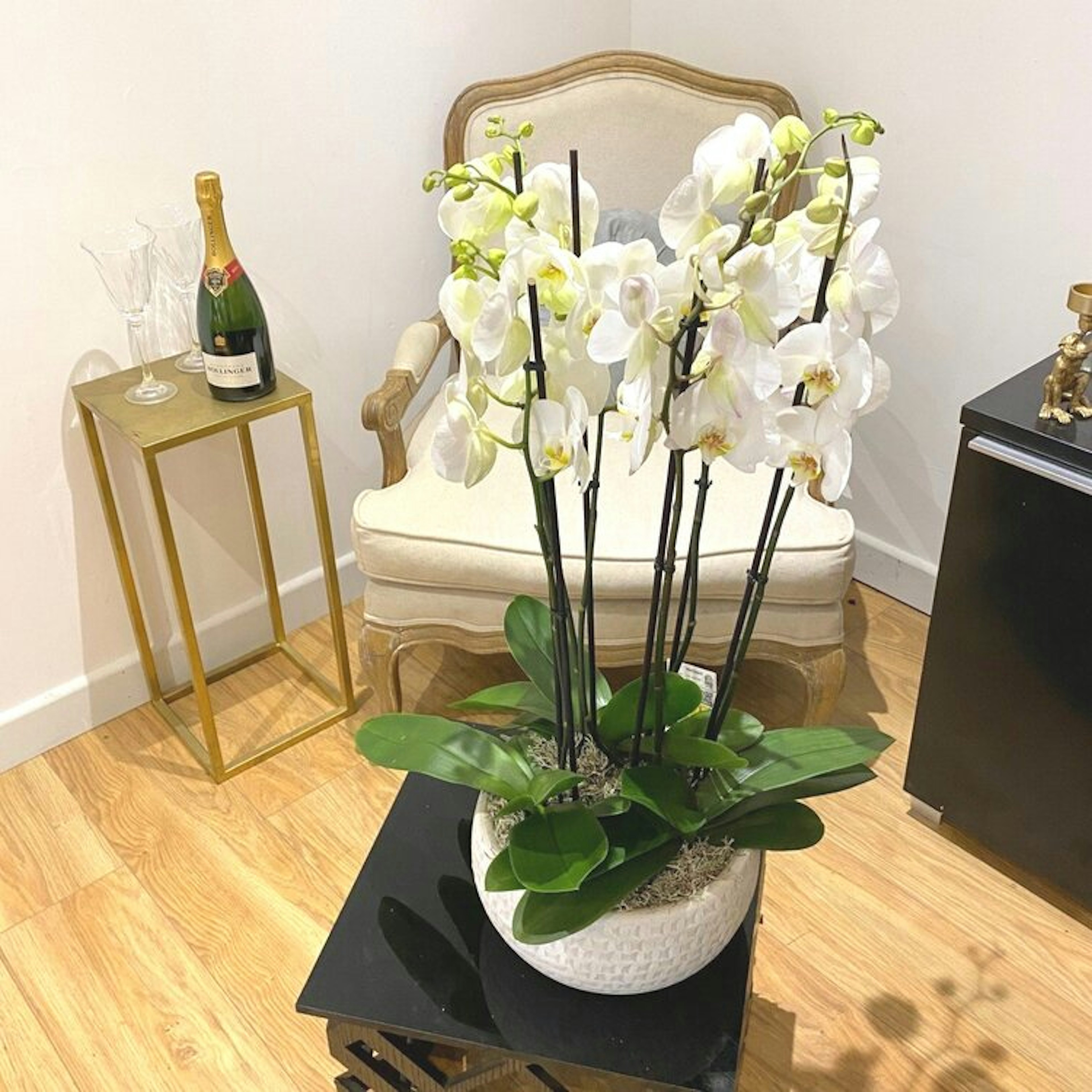 Phalaenopsis Orchids original