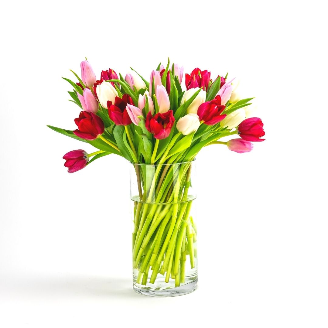 TULIP LOVERS DELIGHT