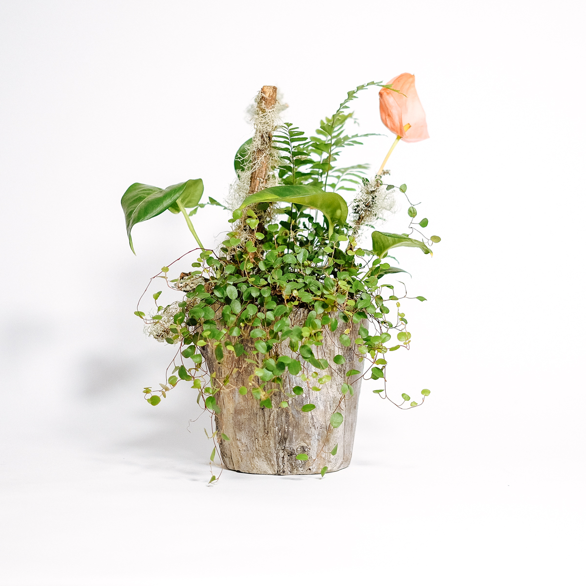 Bellamy by Orchidya — flowers available for delivery from Floom
