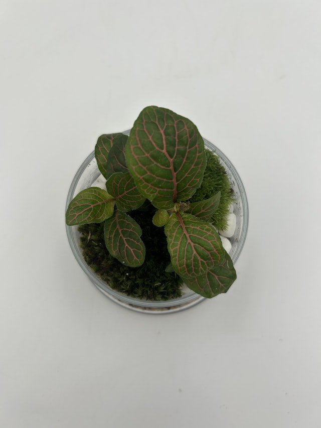 Mini Mosaic Terrarium