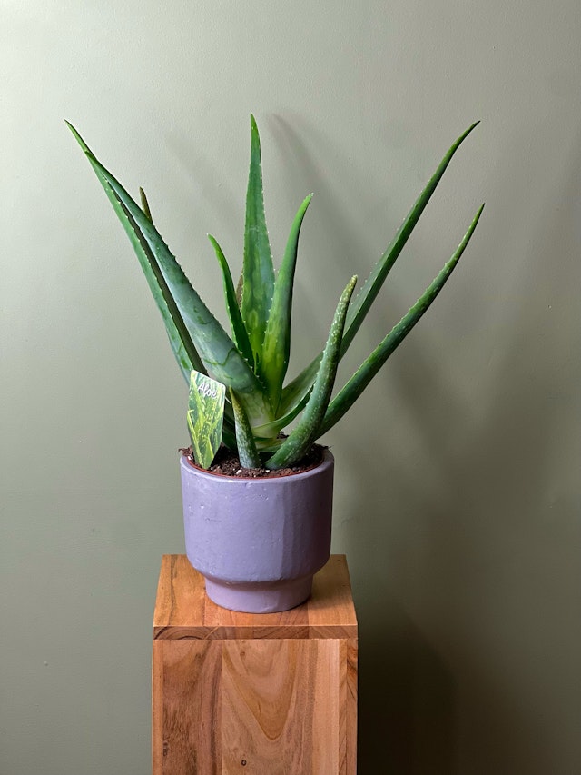 Aloe Vera