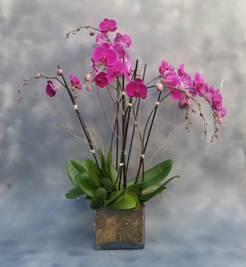 Orchid Planter
