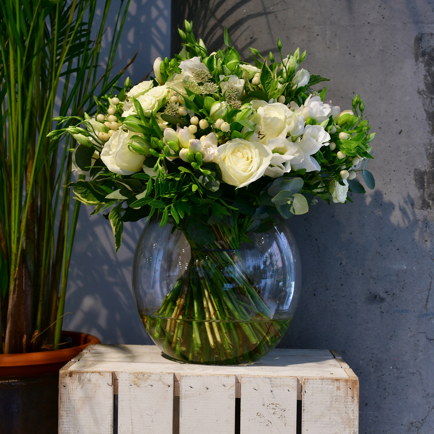 Hypericum & Rose