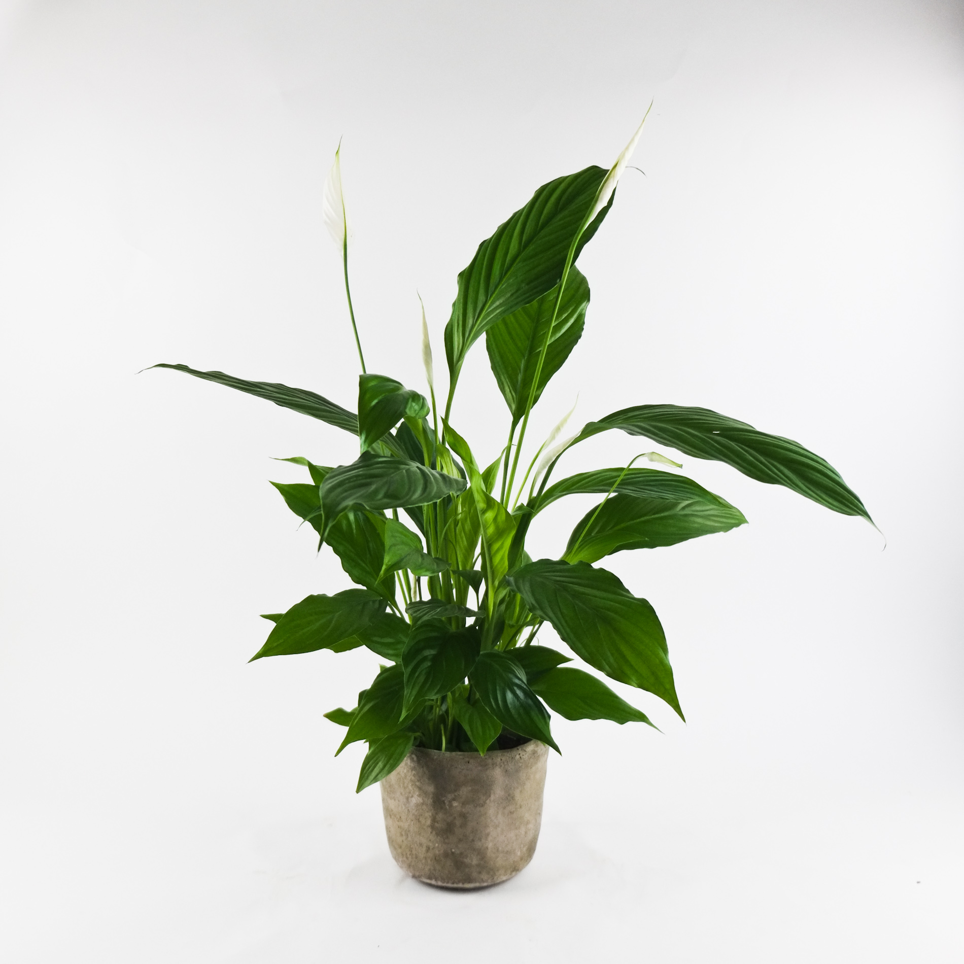 Rustic Peace Lily