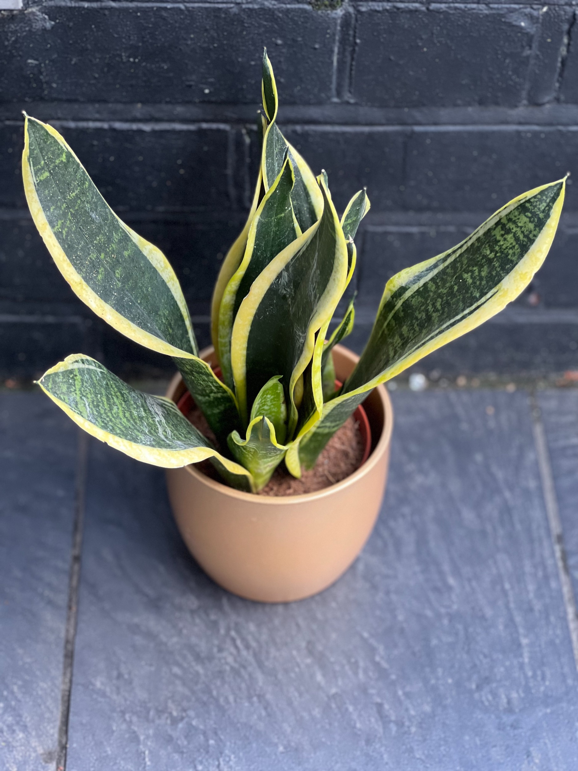 Snake Plant