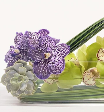 Cymbidium Long Wave /